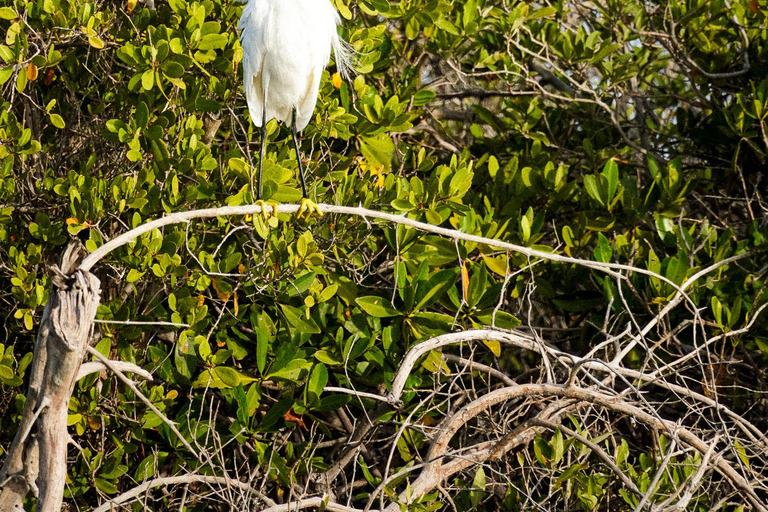 Sea Kayak Tour - Mangrove Safari