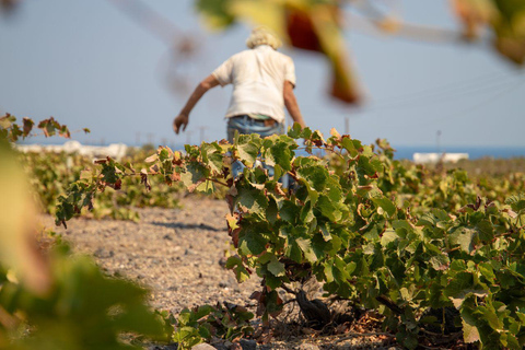 Santorini: Private Wine Tasting at Pagonis Estate Santorini Wine Tasting A Unique Experience of 10