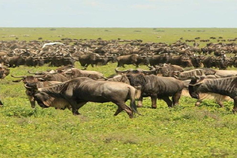 2-dniowe luksusowe safari do Tarangire i Lake Manyara National