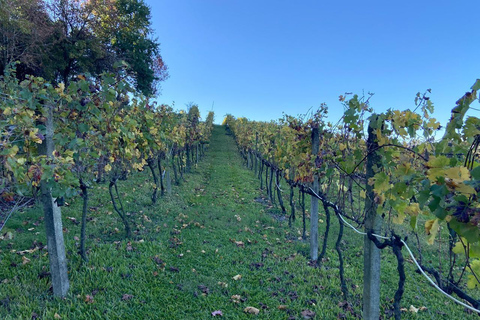 From Gramado: Vineyard Valley Wine Tour with Lunch and Tastings From Gramado: Premium Wines + Paired Lunch + Blind Tasting
