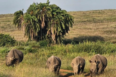 4 des Big Five Parc national de Nairobi Visite guidée d&#039;une demi-journéeConduite partagée pour le gibier