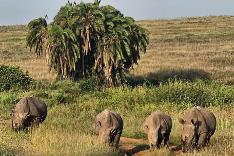 4 des Big Five Parc national de Nairobi Visite guidée d&#039;une demi-journéeConduite partagée pour le gibier