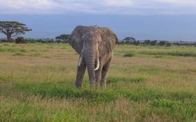 Amboseli National Park: Full Daytrip from Nairobi in a 4X4