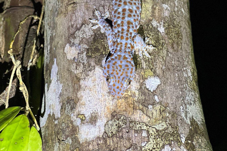 Langkawi: Tour della foresta pluviale al buioForesta pluviale Afterdark