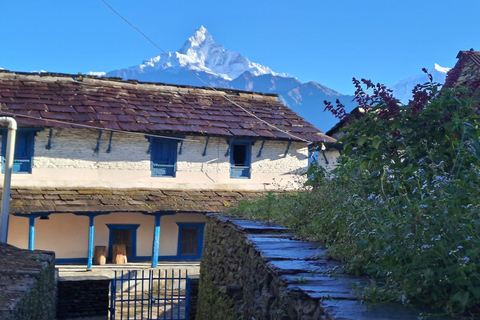 Pokhara: Campo australiano e gruppo del villaggio Dhampus si uniscono all&#039;escursionePokhara : Escursione di gruppo di un giorno Campo Australiano e Dhampus