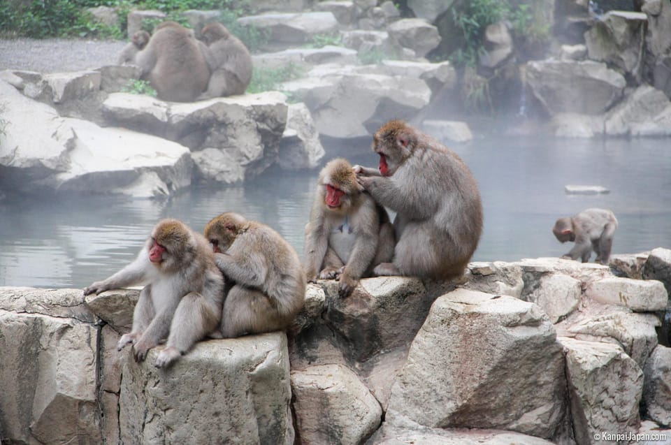 From Tokyo or Nagano: Jigokudani Snow Monkey park & Zenko-ji | GetYourGuide