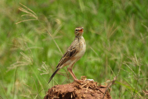 Malindi/Watamu: Half day adventure in Arabuko Sokoke Forest
