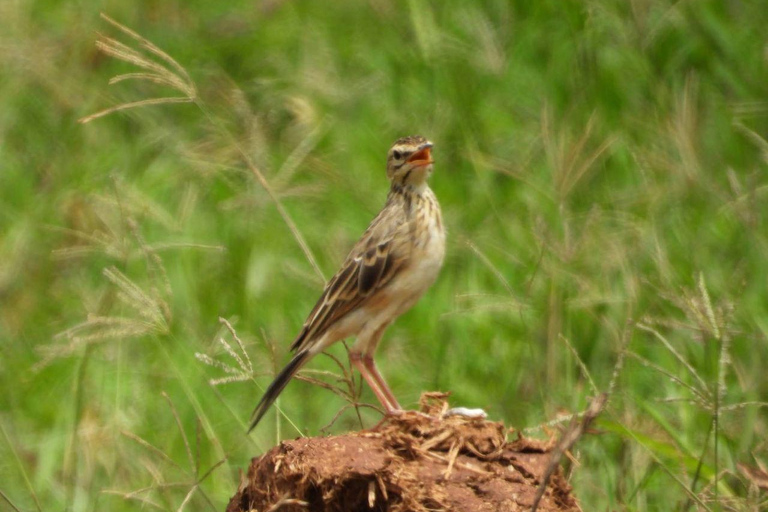 Malindi/Watamu: Half day adventure in Arabuko Sokoke Forest