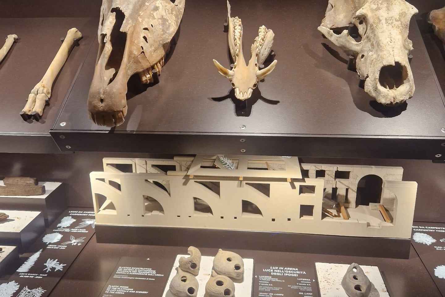 Rome : Sous-sol du Colisée, visite privée 6 personnes