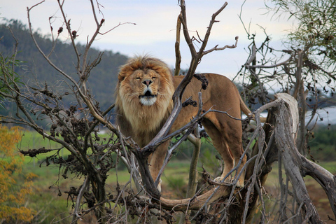Drakenstein Lion Park Entry Ticket