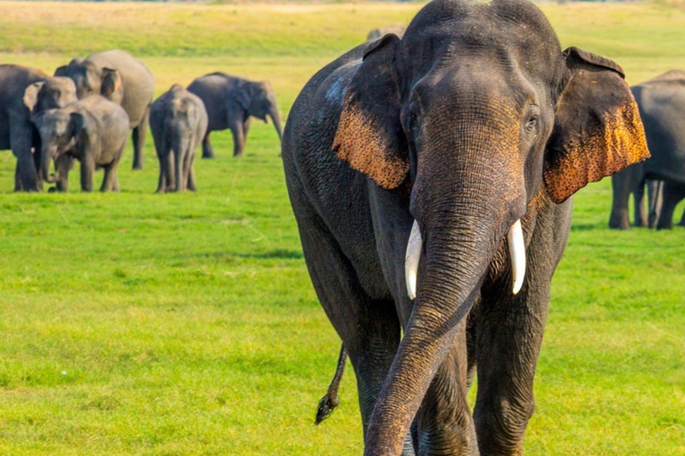 Galle / Mirissa / Weligama To Udawalawe Transfer With Safari
