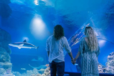 凯恩斯：热气球飞行与凯恩斯水族馆门票凯恩斯：热气球飞行体验及凯恩斯水族馆门票