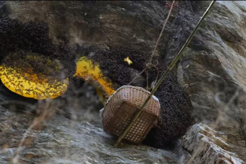 Kathmandu: Authentic Himalayan Rare Harvested Honey Tasting