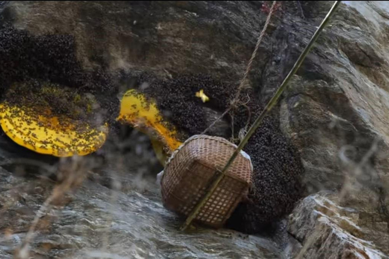 Kathmandu: Authentic Himalayan Rare Harvested Honey Tasting