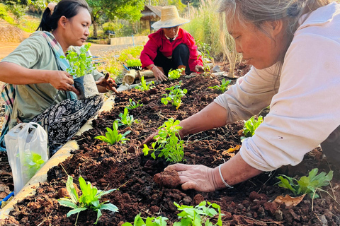 شيانغ ماي قرية كارين زراعة الشاي والثقافة والشلال في قرية كارين