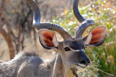 SAFARI OCH VANDRINGSSAFARI MED VIT NOSHÖRNING I LIVINGSTONE