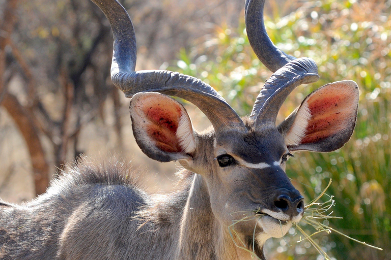 SAFARI OCH VANDRINGSSAFARI MED VIT NOSHÖRNING I LIVINGSTONE