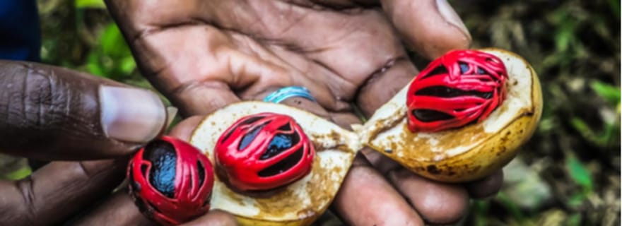 Zanzibar : ferme d'épices, plage de Mtende et The Rock