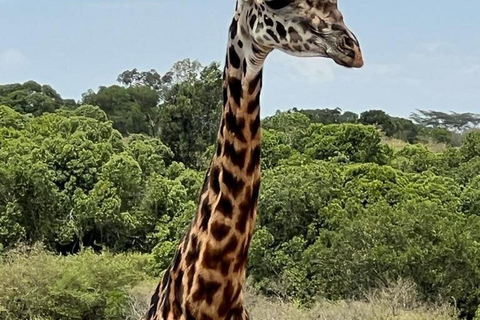 From Nairobi: Private 3-Day Masai Mara Big Five Game Drive