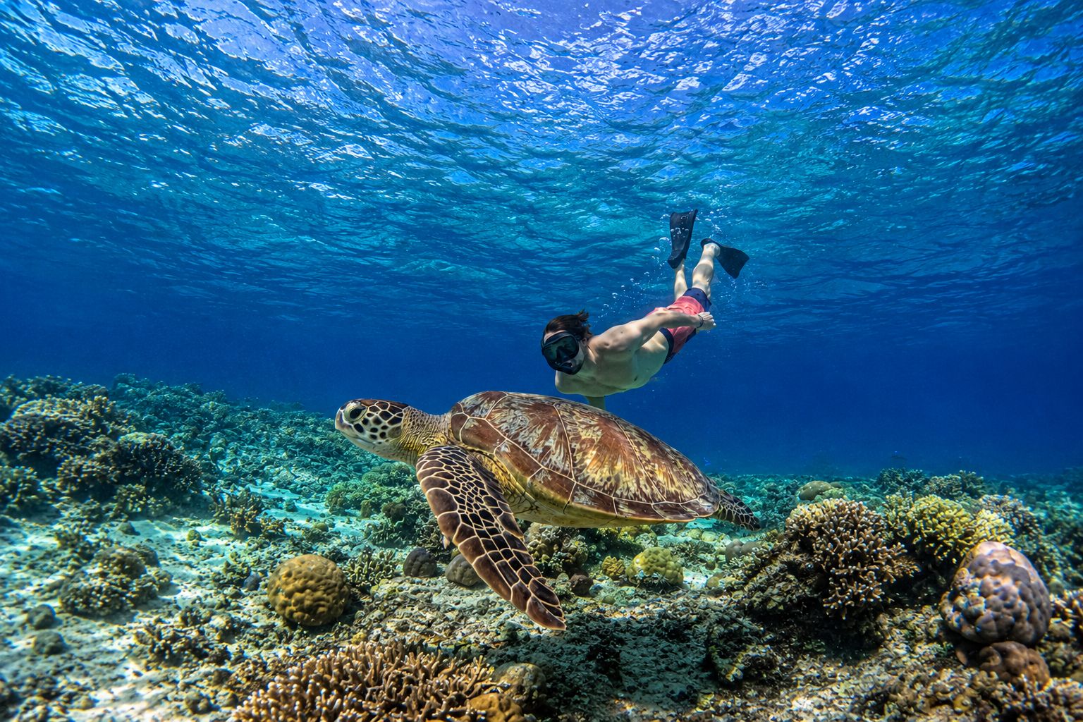 Ab Lombok: Private Schnorchel- und Schildkrötentour zu den Gili-Inseln