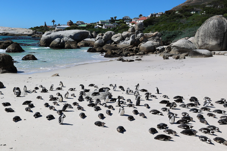 Cape Town: Table Mountain, Penguins & Cape Point Group Tour