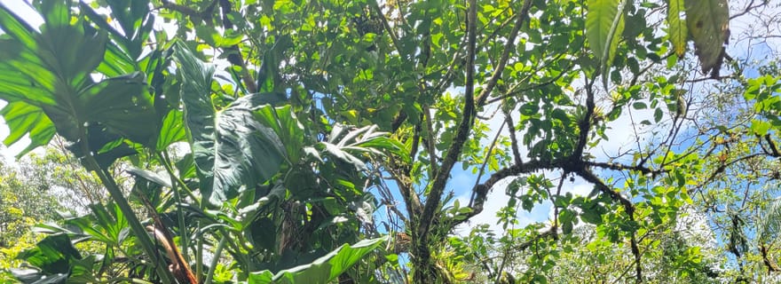 Costa Rica : visite du parc national Tenorio et du sanctuaire des paresseux