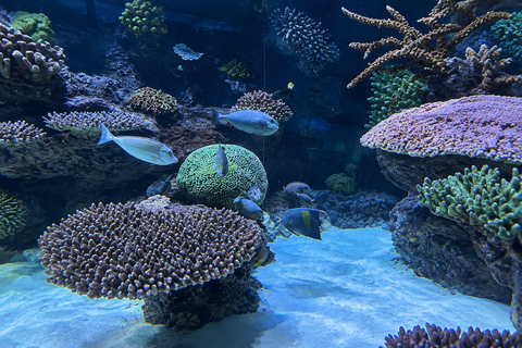 Doha Visit Hamad Port Aquarium- Museum with Private Transfer