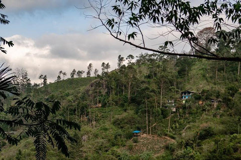 From Bentota: Private Ella Highlands Scenic Day Tour