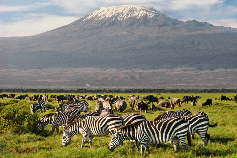 From Nairobi to Amboseli: 2 days 1 night private Safari From Nairobi to Amboseli: 2 days 1 night Safari