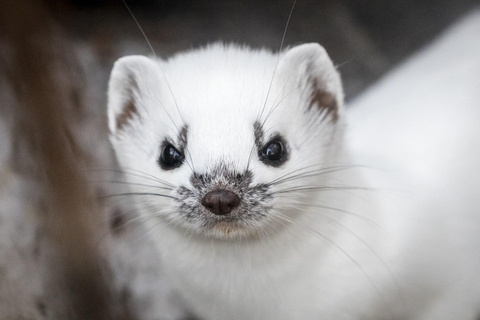 De Rovaniemi : Transfert aller-retour au zoo de RanuaTransfert partagé