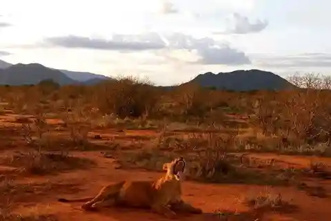 Mombasa/Diani: 2-Day Tsavo East National Park Safari