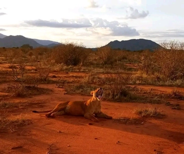 Mombasa/Diani: 2-Day Tsavo East National Park Safari