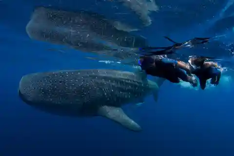 Cancún: Nadar con tiburones ballena. Excursión en barco, almuerzo incluido.