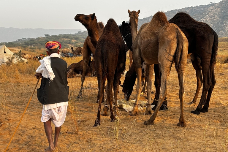 Golden Triangle Tour Pushkar & Jodhpur By Car 7 Nights 8 Day Ac Car + Tour Guide Only