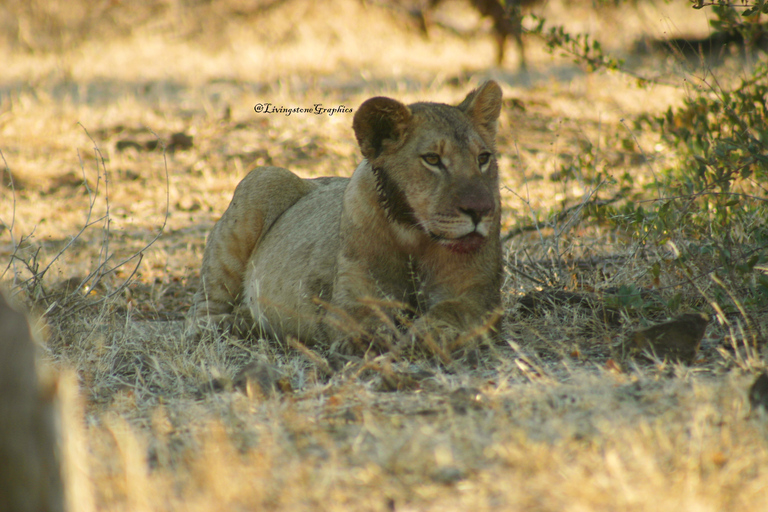 Chobe Ganztagessafari mit Victoria Falls Sunrise Tour Combo