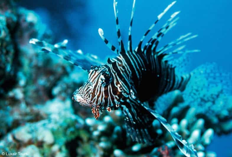 Desde La Bah A De Makadi Excursi N En Barco De Buceo Y Snorkel Con