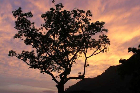 Langkawi: Tour della foresta pluviale al buioForesta pluviale Afterdark