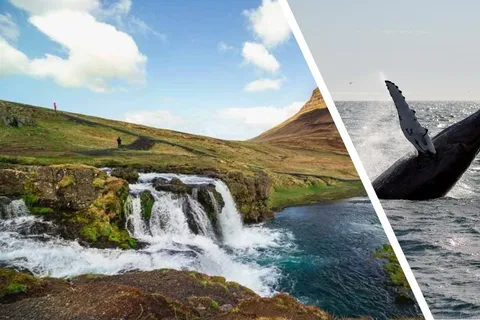 Reikiavik: península de Snæfellsnes y avistamiento de ballenas