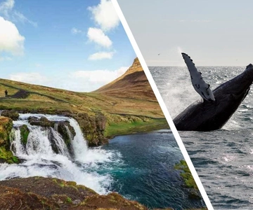 Reikiavik: península de Snæfellsnes y avistamiento de ballenas