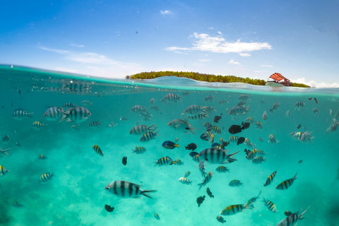 Snorkel en Mnemba con almuerzo