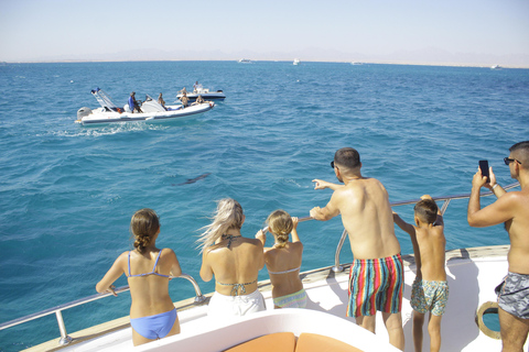 Hurghada: Dolphin House Morning Cruise & Swim with Dolphins Hurghada: Dolphin House Cruise/Swim with Dolphins