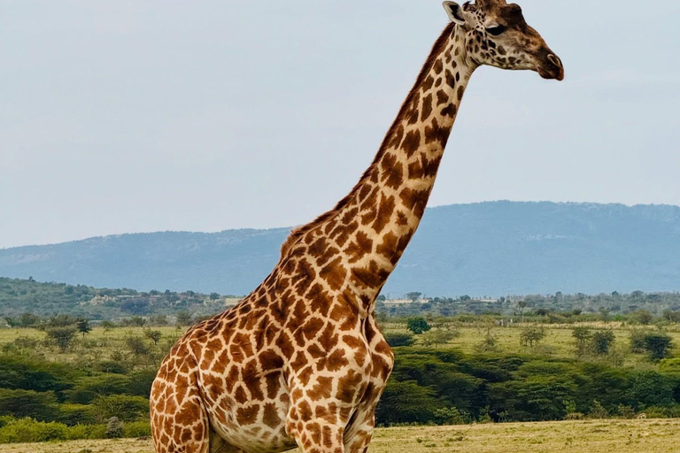 Diani/Mombasa: Private Tsavo East Day Safari in 4x4 Cruiser.