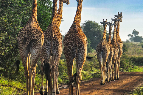 Nairobi National Park: Photography-Focused Safari