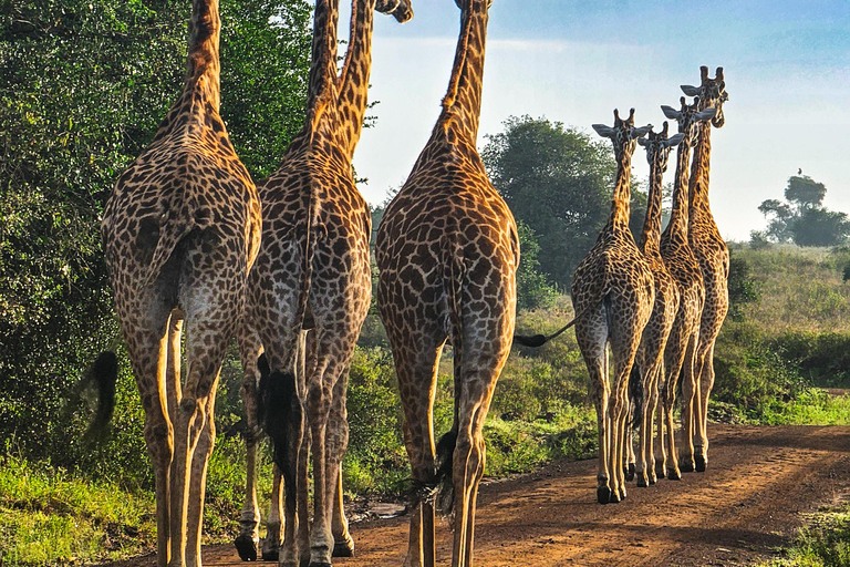 Nairobi National Park: Photography-Focused Safari