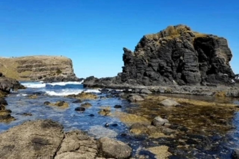 Dunedin City & Otago Peninsula Scenery Day Tour Private Tour