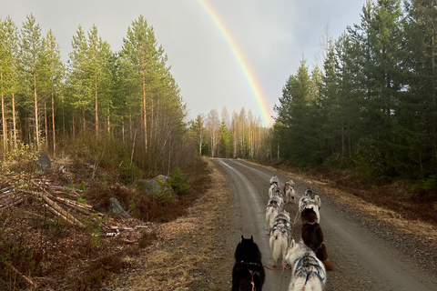 Tallinn: The Pack Power - Authentic Husky Ride Ridaküla: The Pack Power - Authentic Husky Ride