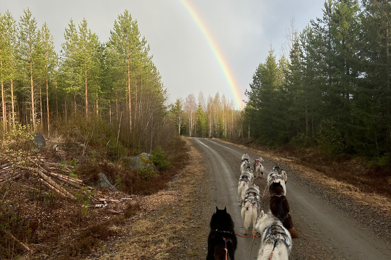 Tallinn: The Pack Power - Authentic Husky Ride Ridaküla: The Pack Power - Authentic Husky Ride