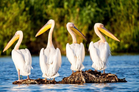 SUPER TOUR: Day Trip to Danube Delta