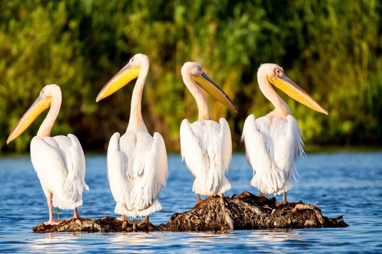SUPER TOUR: Day Trip to Danube Delta