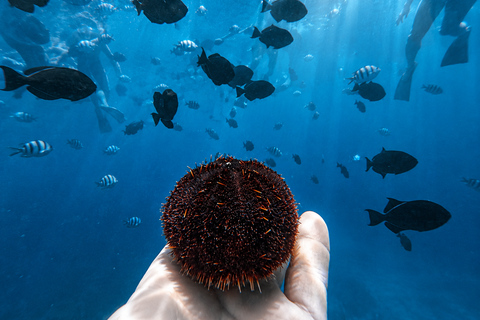 Oahu: Waikiki Turtle Canyon Snorkeling Tour (Small group) Waikiki: Sea Turtle Snorkel (Small group 20 People Max)